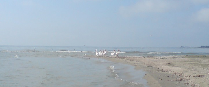 niste pelicani se relaxau (pana am venit noi si i-am deranjat) la gura de varsare a canalului Sf. Gheorghe in mare