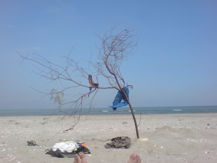 Pe plaja. Copac "plantat" de noi. :)
